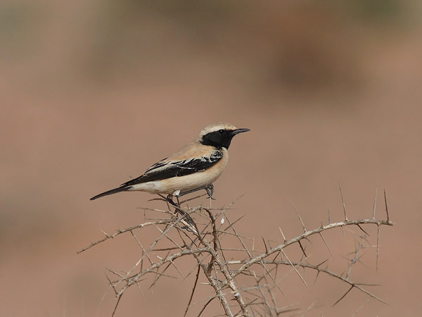 Aavikkotasku, Desert Wheatear, Oenanthe deserti